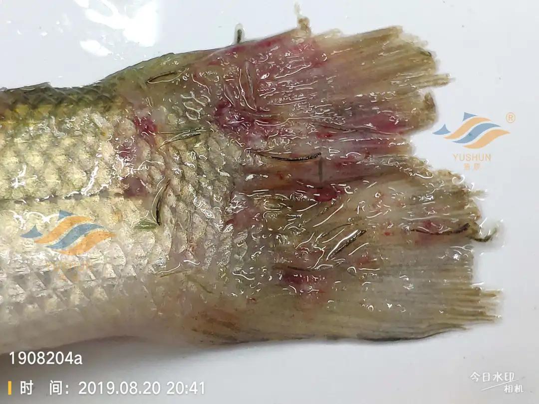 加州鲈常见病害及临床表现,加州鲈黑斑病