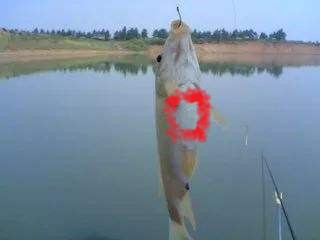 鱼类体外寄生虫有哪些,鱼类寄生虫会寄生人类吗