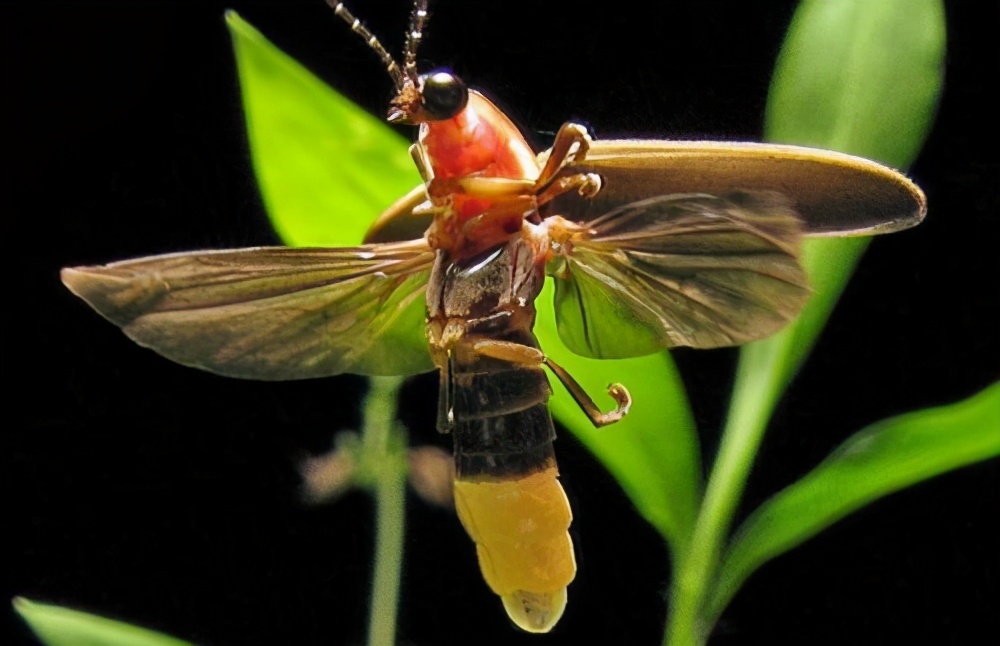 萤火虫的光寓意啥意思,萤火虫为什么会发光答案是什么