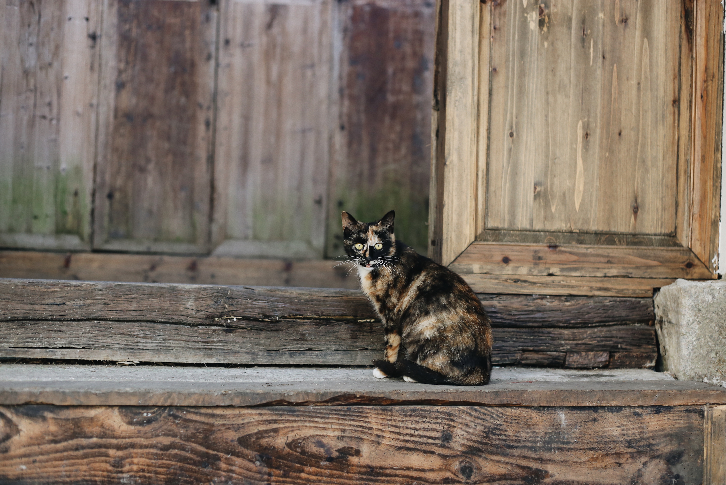 查济古镇有哪些美食,查济古镇里好吃的