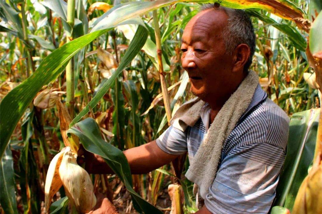 三伏里面有一九什么意思,三伏是什么寓意