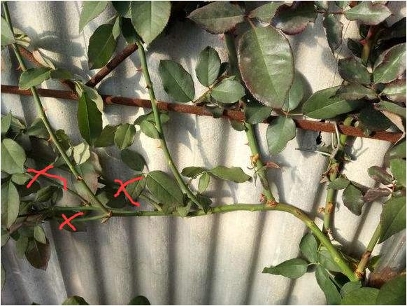 地栽月季冬季修剪时间和方法,藤本月季冬季修剪要不要剪顶端