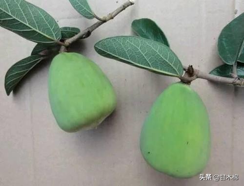 童年野果子,儿时的野果子总让人回味无穷