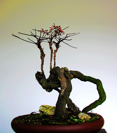 家里最好用的小盆景,家中易养的树形盆景