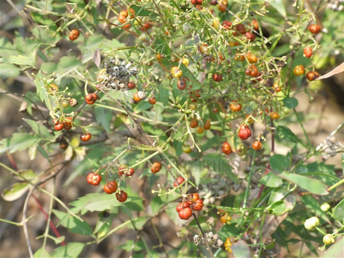 凉血的药对化瘀血有好处吗,血见愁跟茜草一样吗