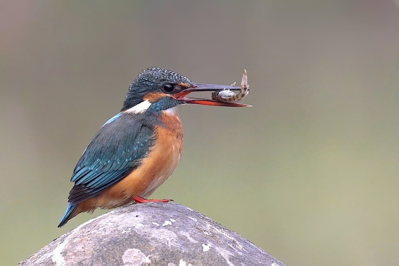 佳能r5和r5哪个更适合拍鸟,佳能eosr5适合拍鸟吗