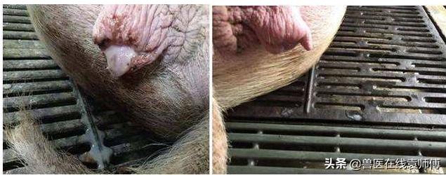 母猪产后流脓怎么办,母猪产后一直流脓什么原因