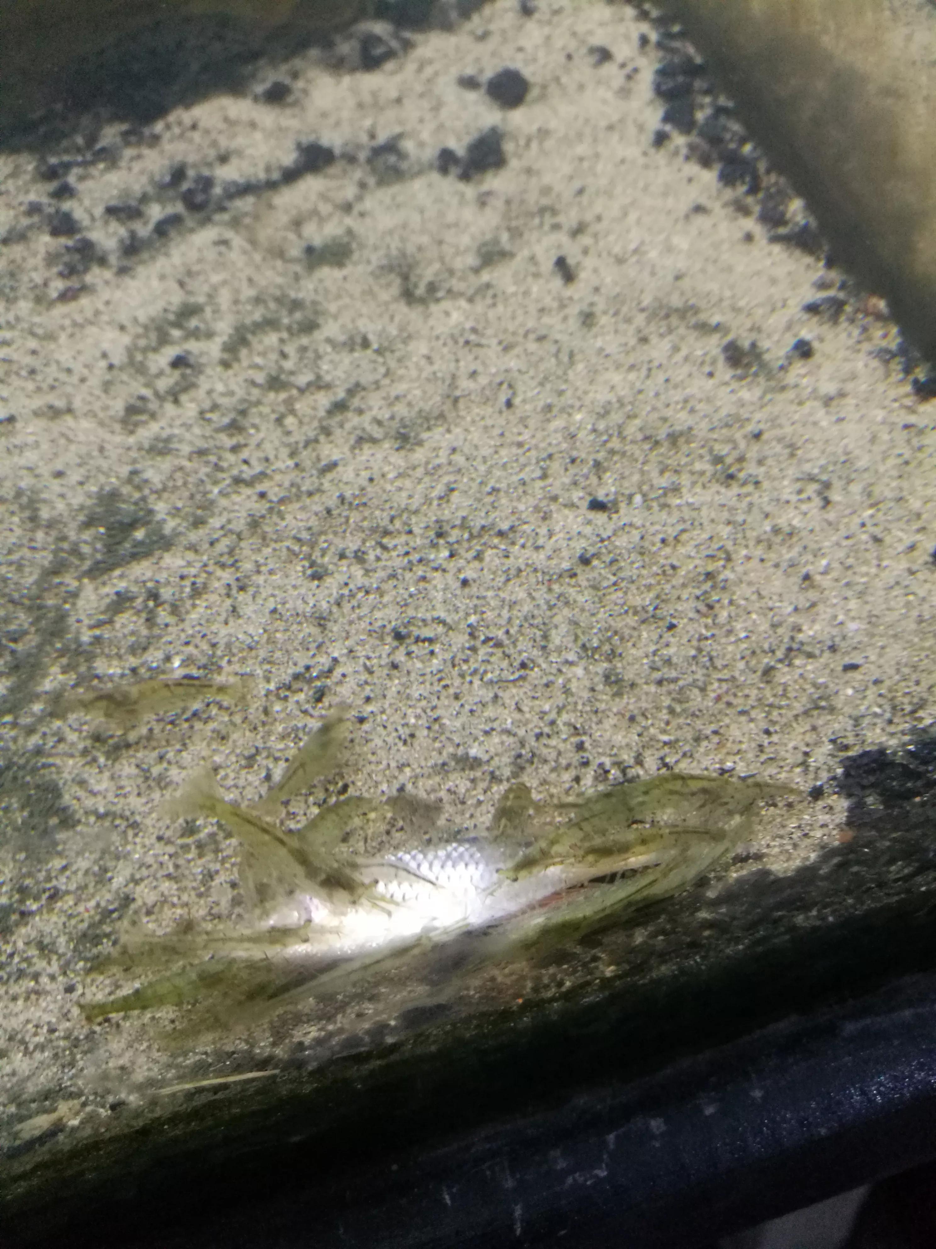 鱼缸里的死鱼为什么不见了,鱼缸里面死鱼不捞出来