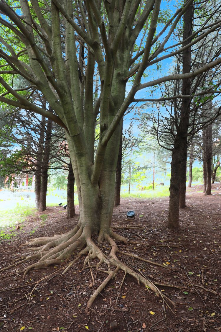 抚仙湖里的小岛,澄江抚仙湖孤山小岛怎么去