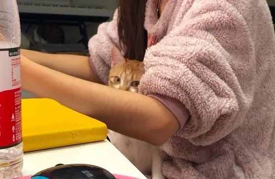 家养的猫咪需要打狂犬疫苗吗,家养的猫咪需要接种疫苗吗