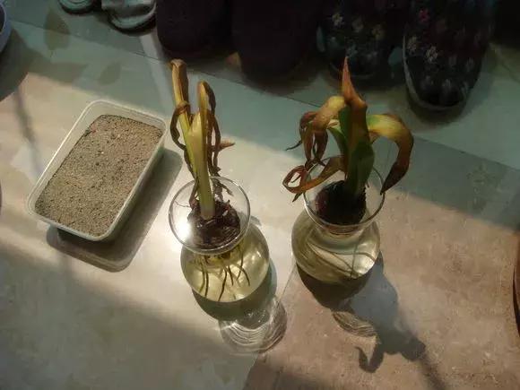 开过的风信子怎么处理,开过花的风信子怎么留种子