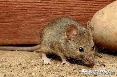 亚洲哪种蝙蝠最好吃,中国蝙蝠吃什么最好