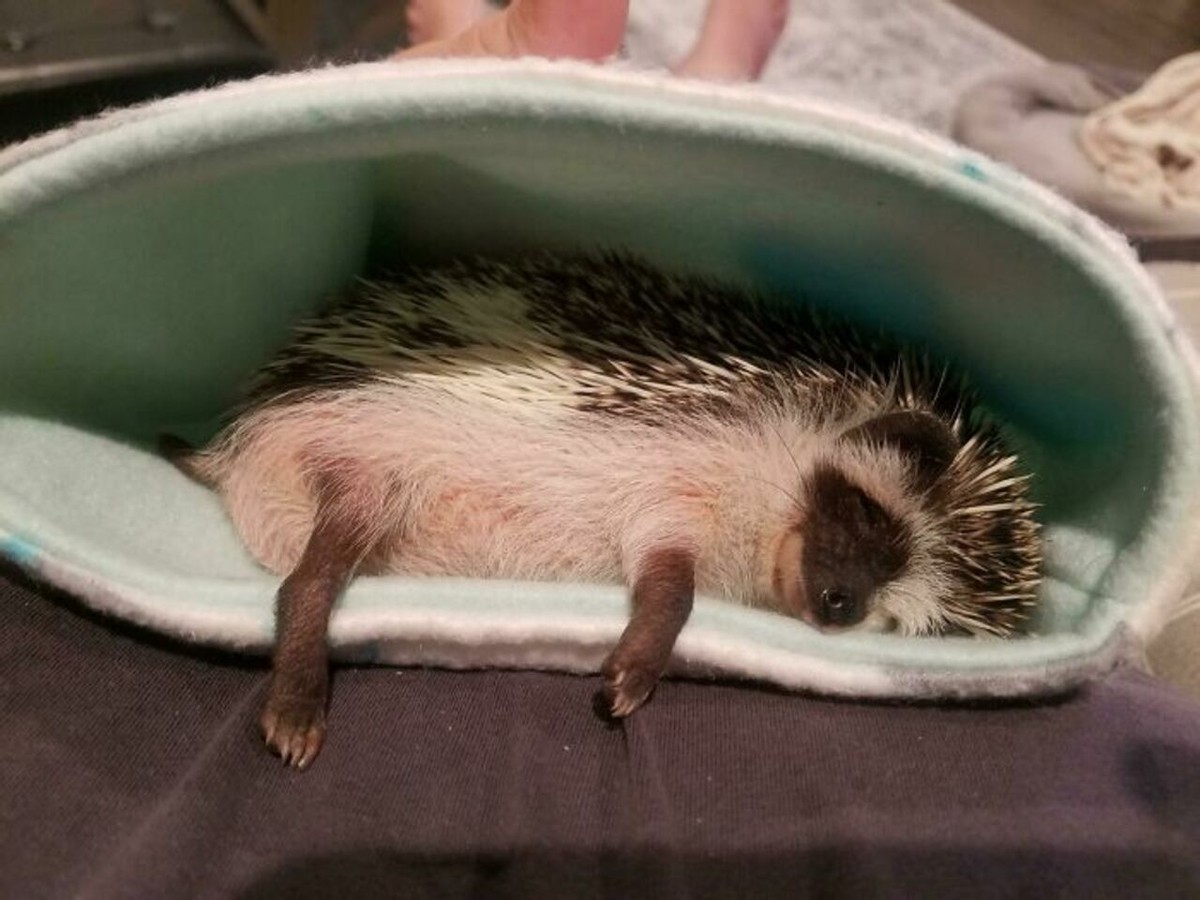 野生刺猬和宠物刺猬的图片,宠物刺猬的真实图片
