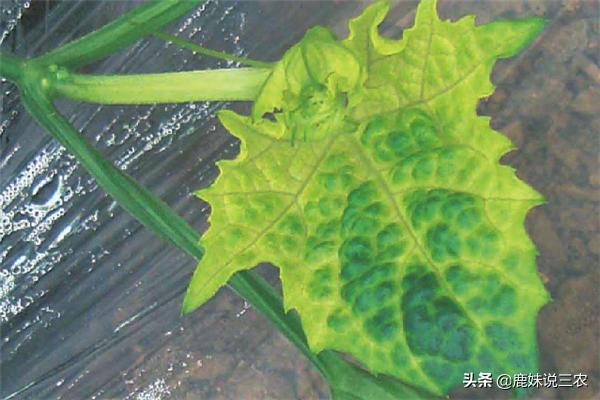 黄瓜不知道怎么修藤,黄瓜怎么修才能长得多