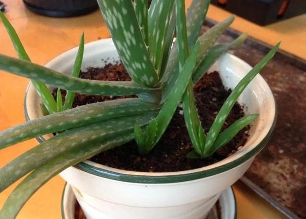 虎皮芦荟侧芽多了怎么移栽,怎样移栽芦荟的侧芽