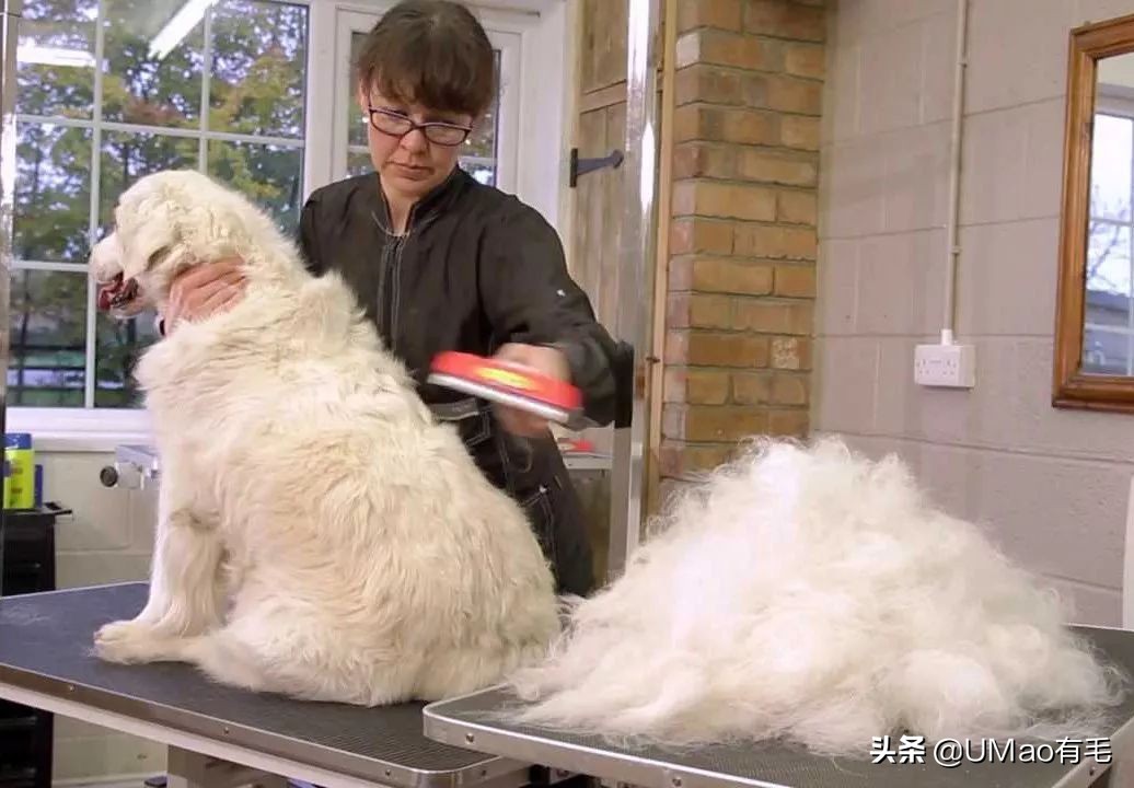 猫梳子去毛神器,去猫毛神器哪个最好