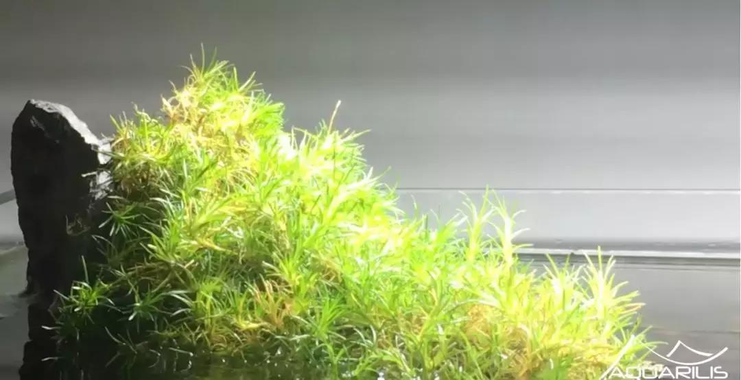 草缸造景教程：这个缸居然能装下一头“犀牛”？