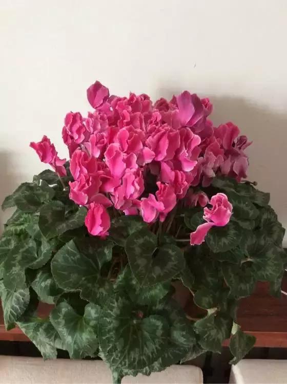 吸甲醛最好的8种花,什么花除甲醛最有效好养