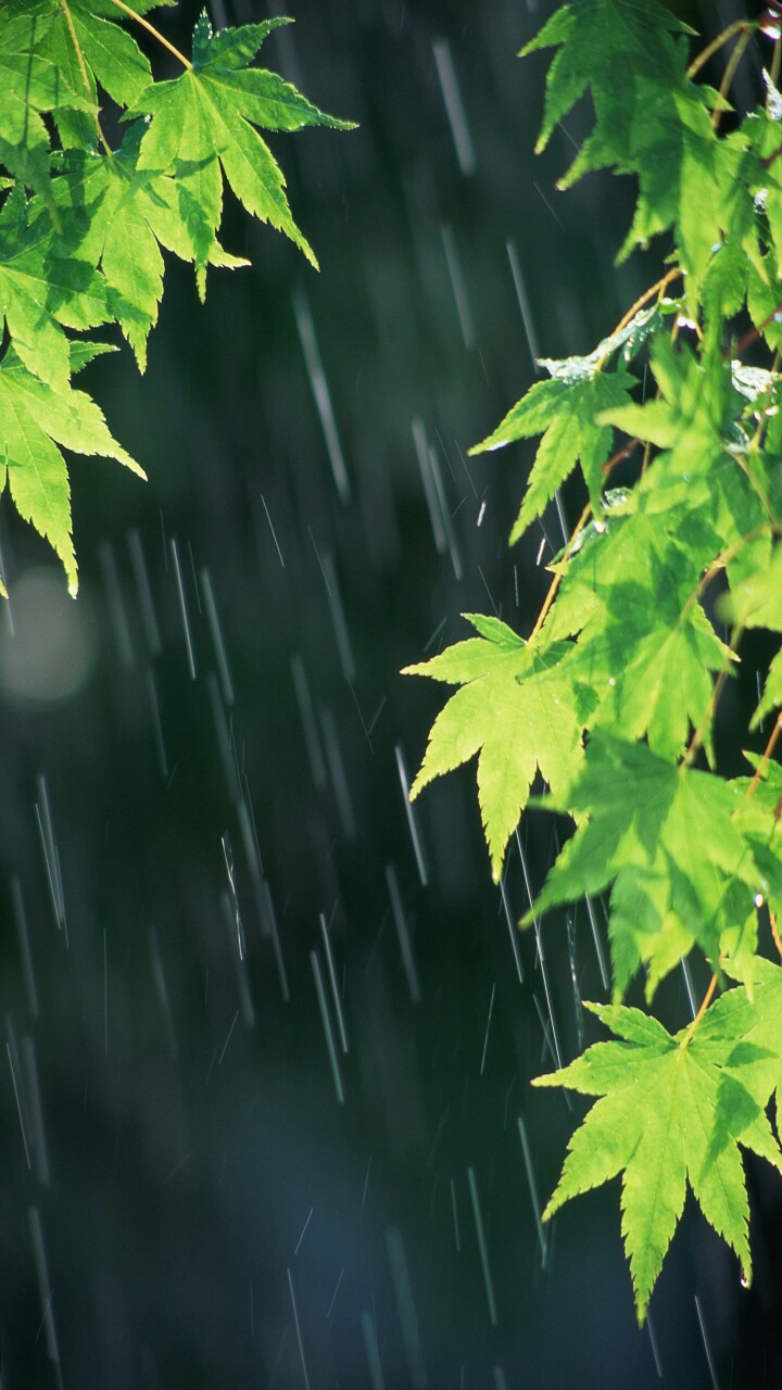 春雨到底是什么颜色的问题,春雨是什么颜色并说出原因