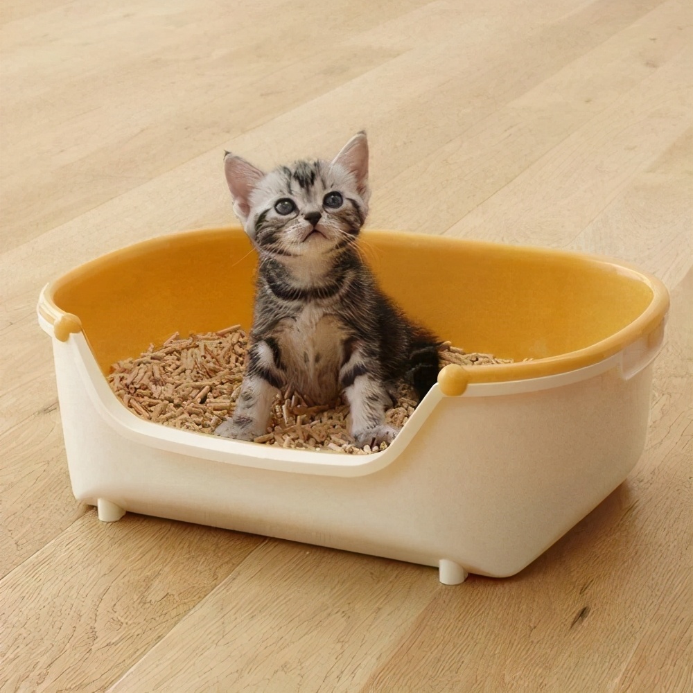 假期不在家猫怎么办,假期不出门的猫