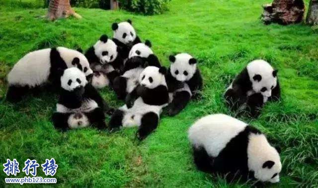 成都旅游必去的十大景点推荐,成都旅游必去十大景点推荐