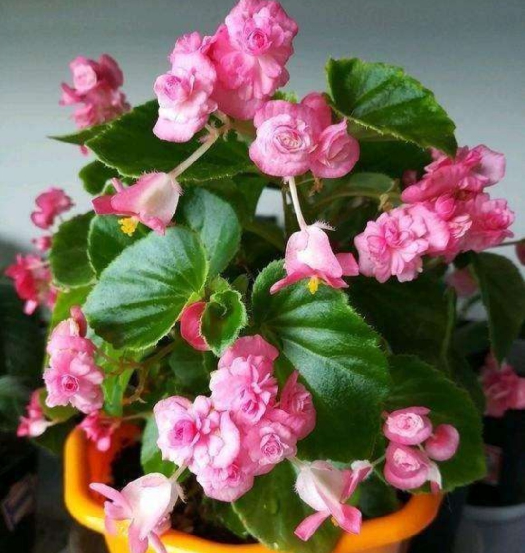 四季海棠开花后怎么处理谢的花,室内宜养的花海棠四季开花吗