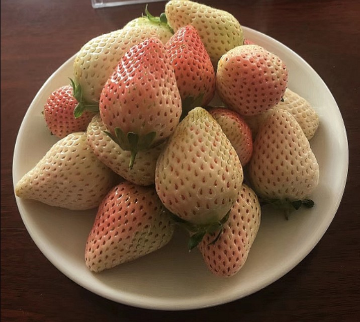 现在哪里有大棚种植草莓,大棚草莓种植草坝