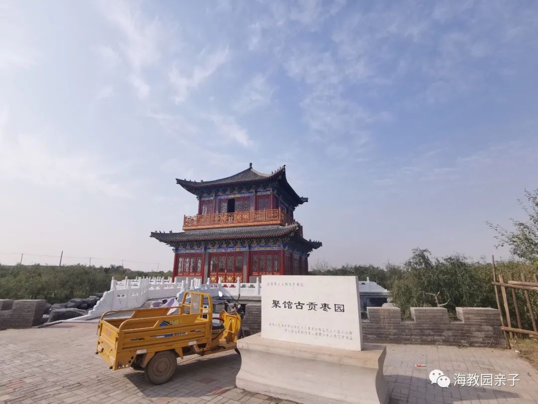 秋日好时光冬枣采摘,带着愉悦的心情踏上了冬枣采摘园