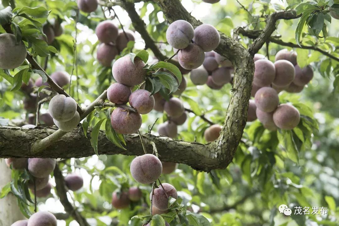 夏天的甜蜜延续到秋天,夏天的甜蜜甜在嘴里恋在心里