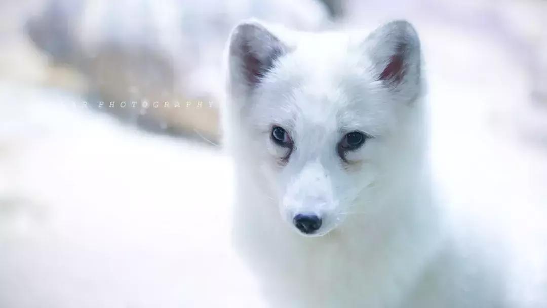 「亲子游」与万千海洋动物一起，夜宿探索极地海洋之美