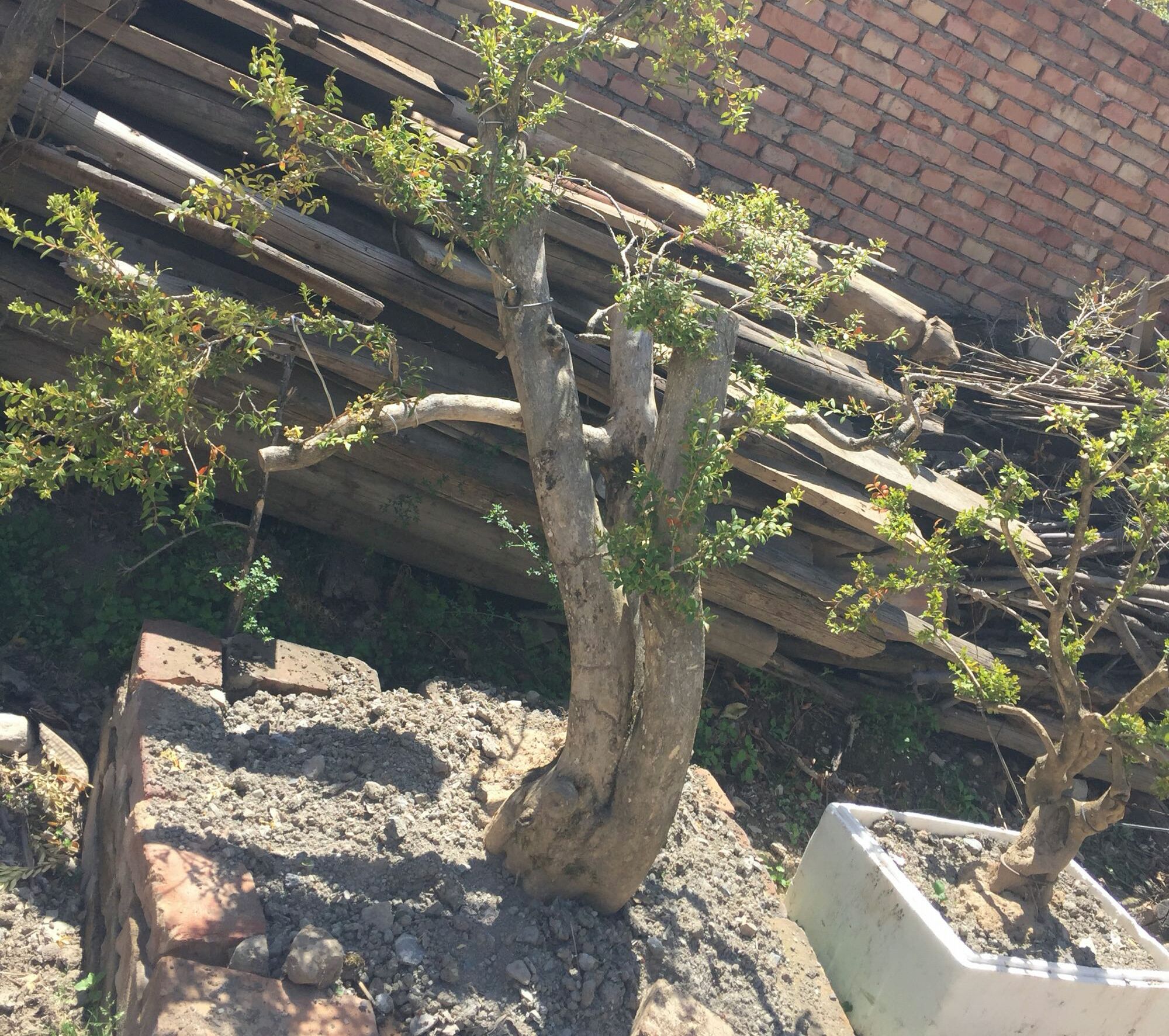 黄杨下山老桩先长根后发芽吗,春天黄杨冒芽时能修剪吗