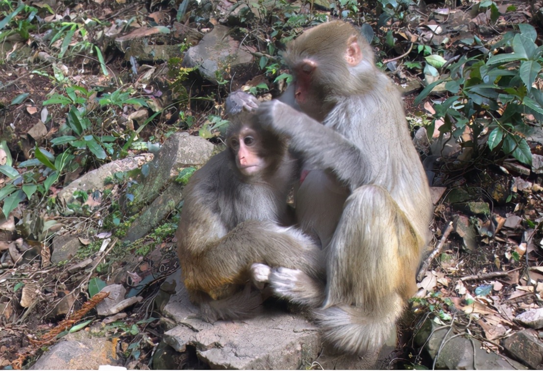 30年前的虱子现在怎么消失了,30年前人为什么都有虱子