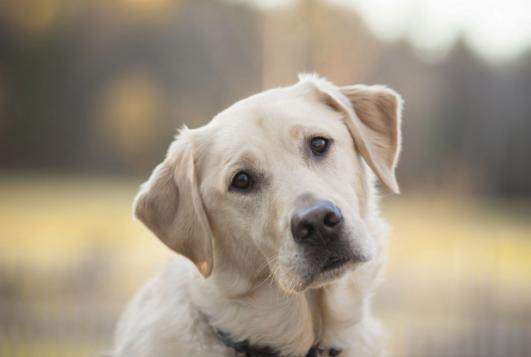 怎么训练狗狗出门一叫就回来,怎样训练狗狗一喊就过来