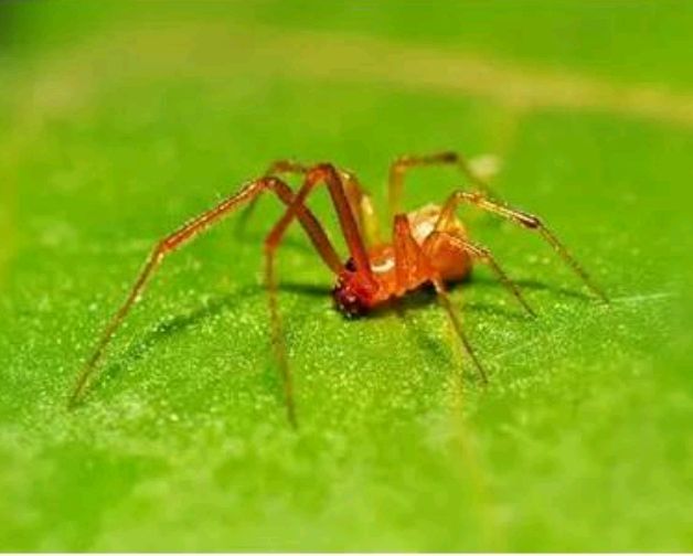 虎毒不食子，小蜘蛛为什么却要吃掉自己的母亲呢？