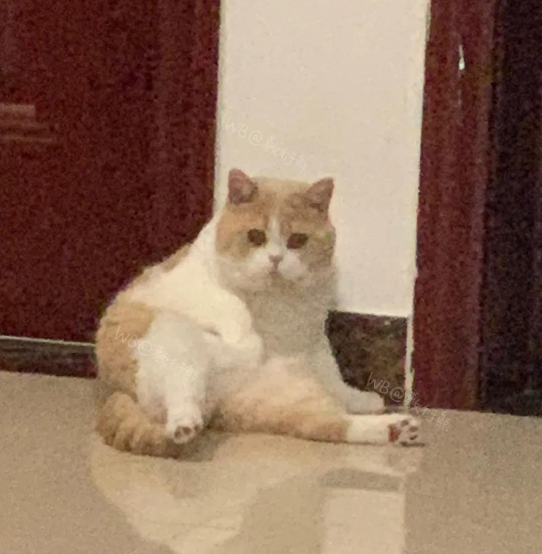 猫是只好猫,可被网友恶整后…哈哈哈没脸见人了