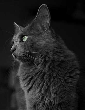 猫的品种介绍及图片加菲猫 (猫猫品种介绍图鉴)