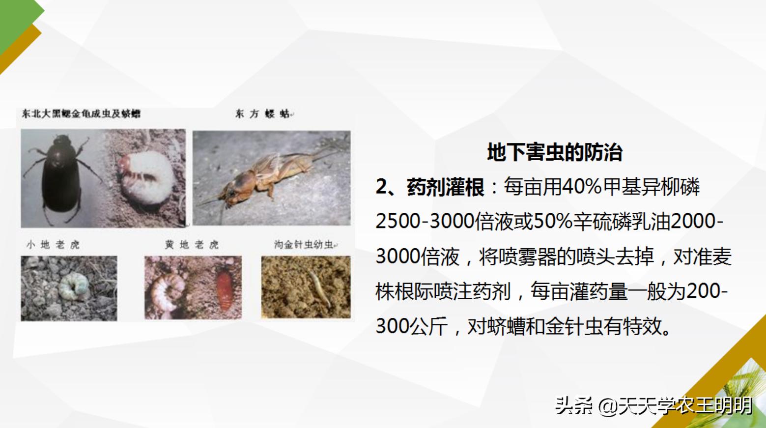 小麦主要虫害及防治方法思维导图,小麦虫害用什么药