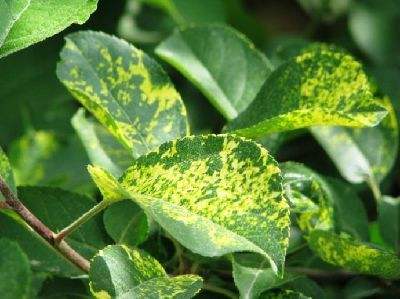 苹果树黄叶病,苹果树黄叶病怎么治疗