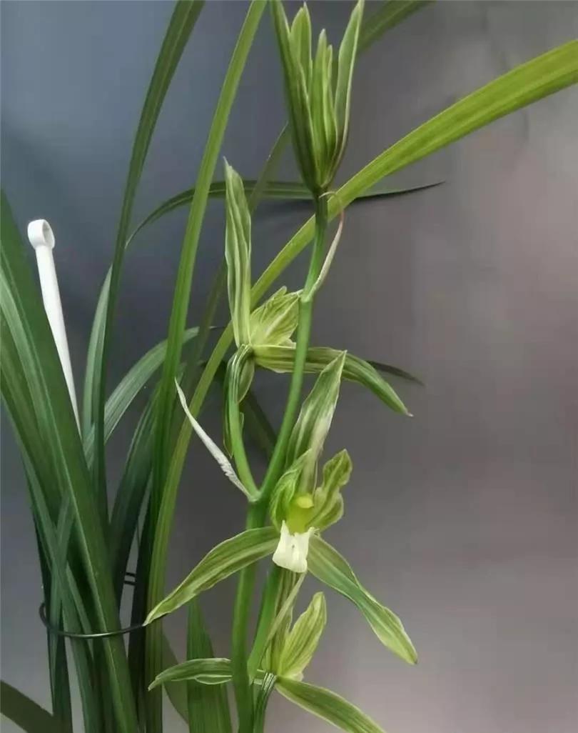 温江市场上售价高达五十万一苗的春剑多艺，再次引爆春剑兰市