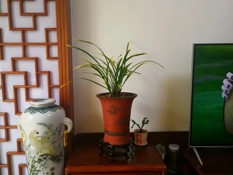 兰花叶子太高了可以修剪吗,兰花叶子太长了可以修剪吗