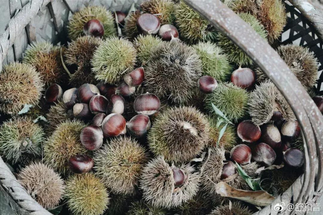 栗子健脾胃,栗子益气健脾吃法