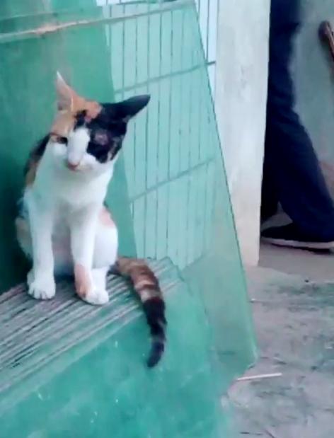 调皮小猫搞偷袭,调皮小猫抓蝴蝶