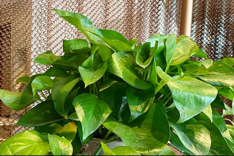 绿萝冬天怎么养才能安全过冬,绿萝怎么养才能更旺盛冬天不会死