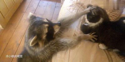 国外浣熊撸猫成瘾，一天不撸浑身难受，已经是老司机了