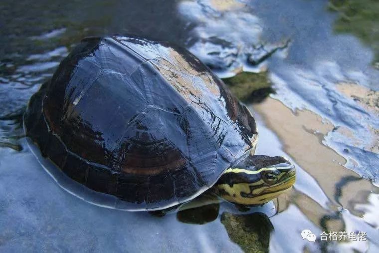 养龟入门级养什么龟好,养龟新手应该选什么龟好