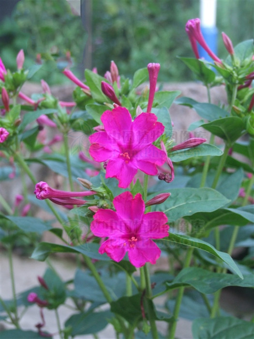 紫茉莉能治皮肤病吗,紫茉莉能祛斑吗