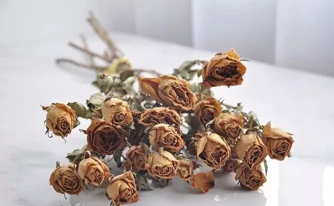 鲜花和干花的不同美感,有哪些花可以制作干花