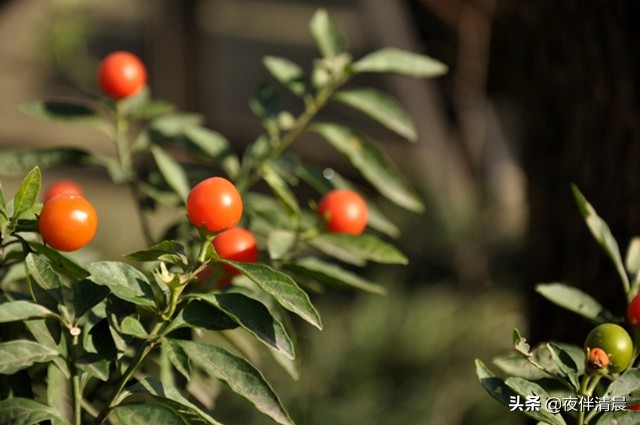 农村地头常见的野果野草,农村一野草叫刺草药