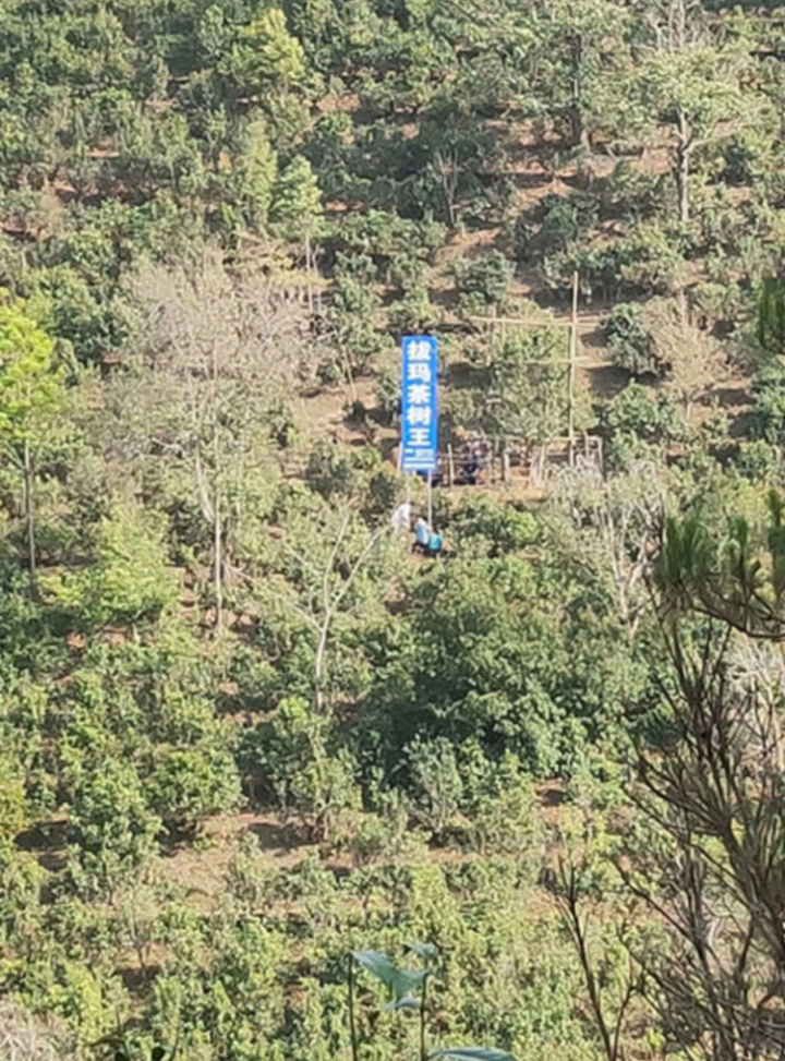 好茶分享南糯山熟普,南糯山的好茶