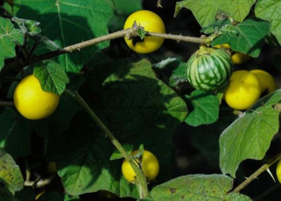 西瓜到底是否有毒,西瓜中了毒